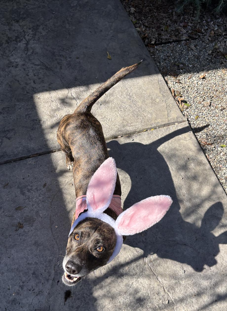 Enlarge Nova, a ADOPTABLE mixed breed in Davis, CA image 6/6