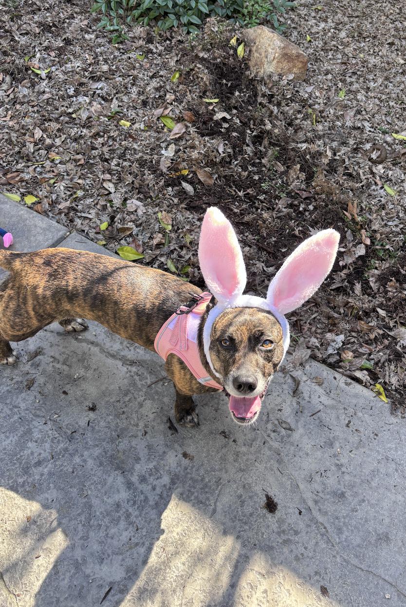 Enlarge Nova, a ADOPTABLE mixed breed in Davis, CA image 2/6