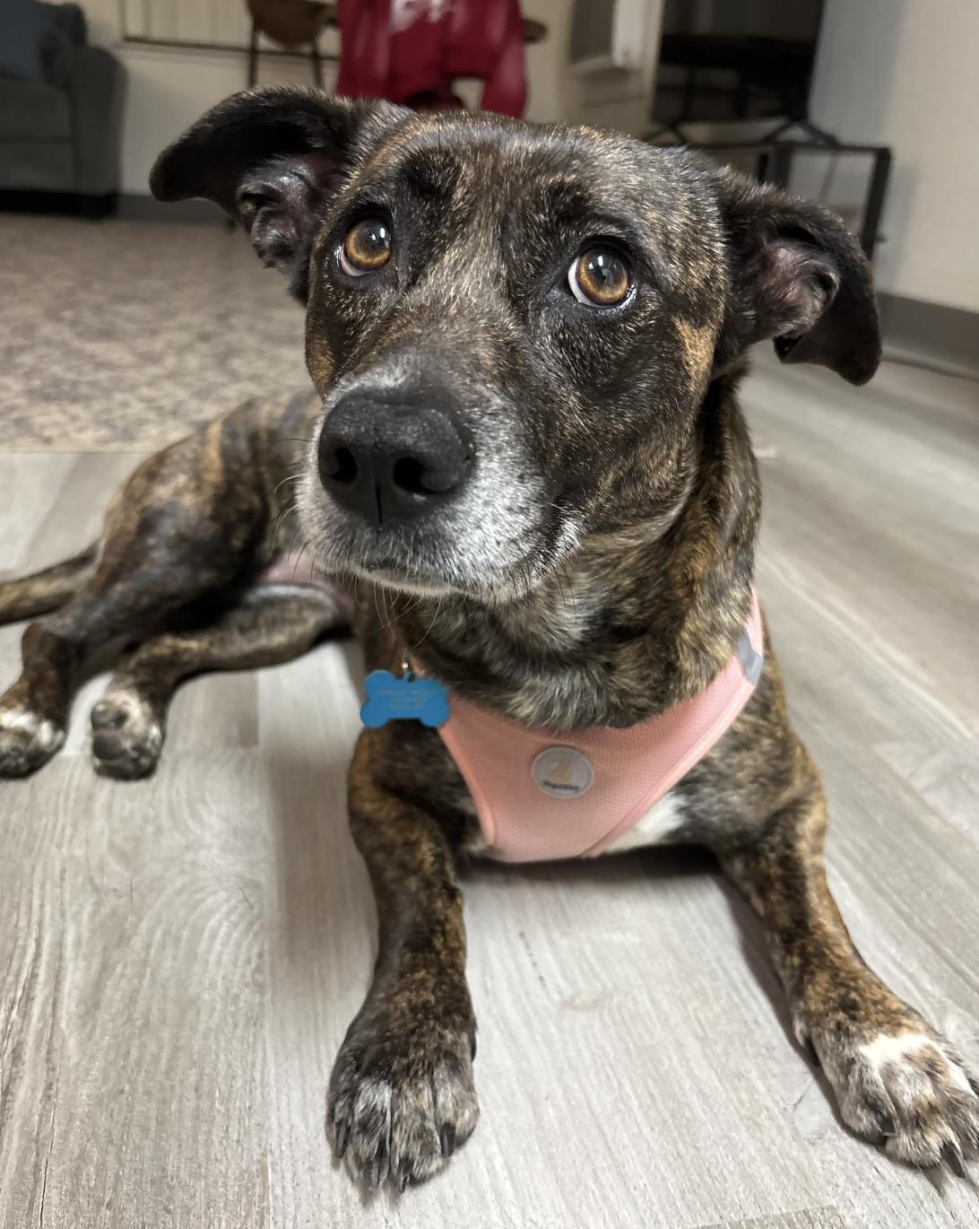 Enlarge Nova, a ADOPTABLE mixed breed in Davis, CA image 5/6