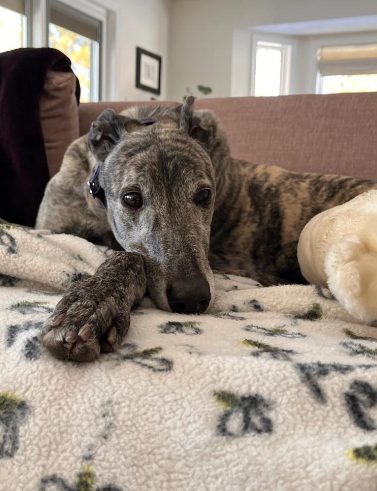 Fuji, ADOPTABLE, Adult Female Greyhound.