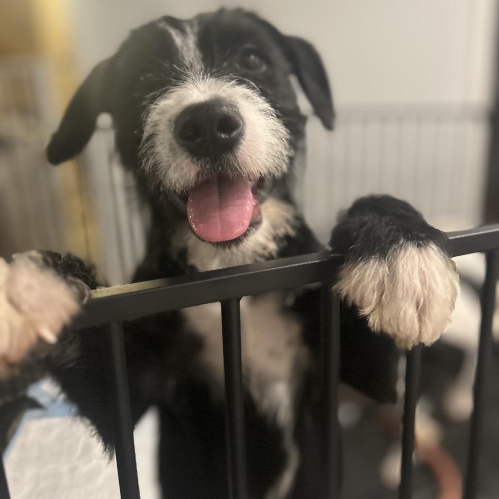 Eleven, Adoptable, Puppy Female Terrier & Mixed Breed.