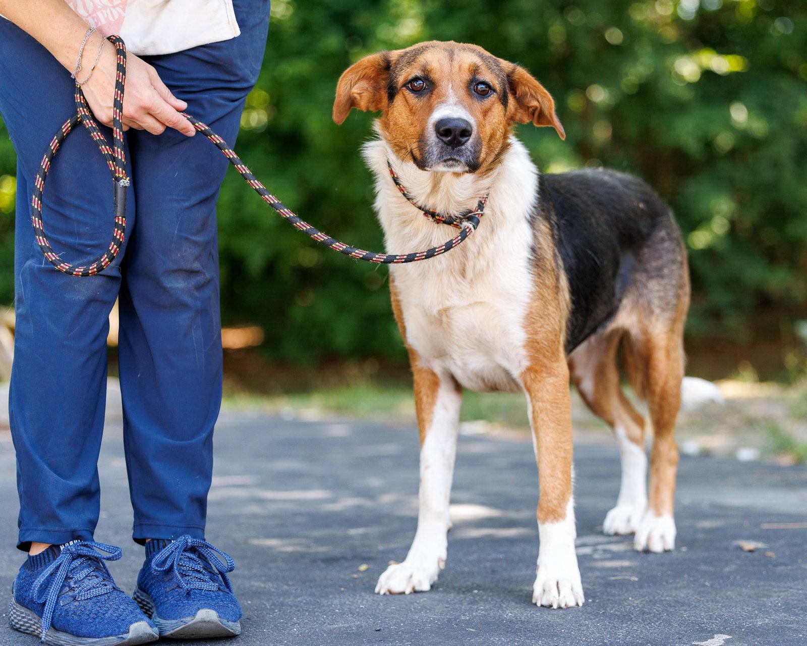 Omie, Adopted, Adult Female Hound.