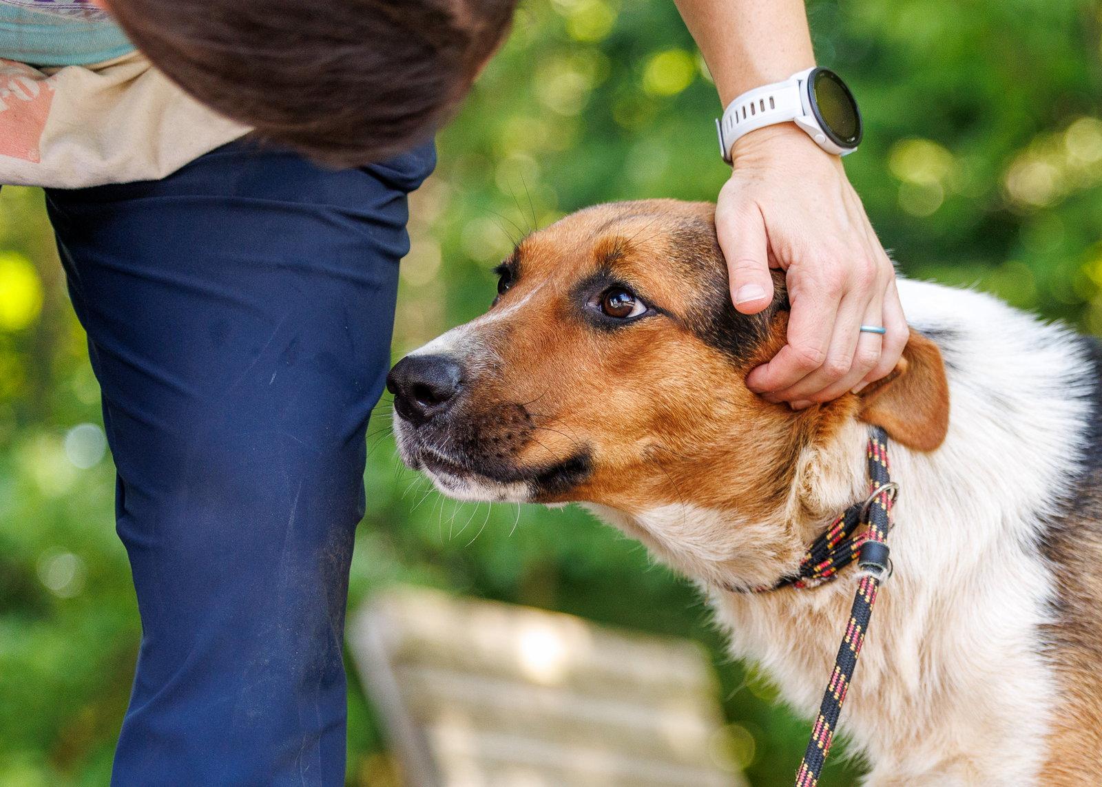 Enlarge Omie, a Adopted Hound in Durham, NC image 2/2