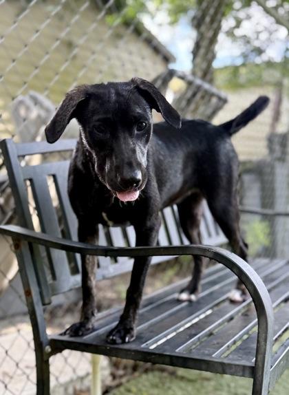 Hollis, Adoptable, Young Female Labrador Retriever & Mixed Breed.