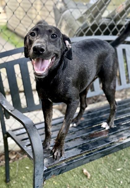 Hollis, a Adoptable mixed breed in Picayune, MS image 2/3