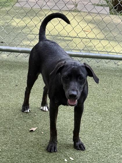 Hollis, a Adoptable mixed breed in Picayune, MS image 3/3