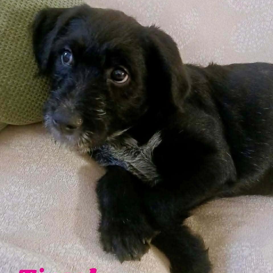 Enlarge TINSEL, a Adoptable mixed breed in Madisonville, LA image 3/4