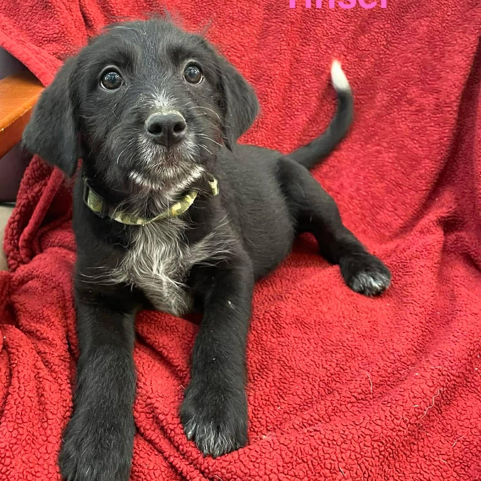 TINSEL, Adoptable, Puppy Female Goldendoodle & Australian Cattle Dog / Blue Heeler.