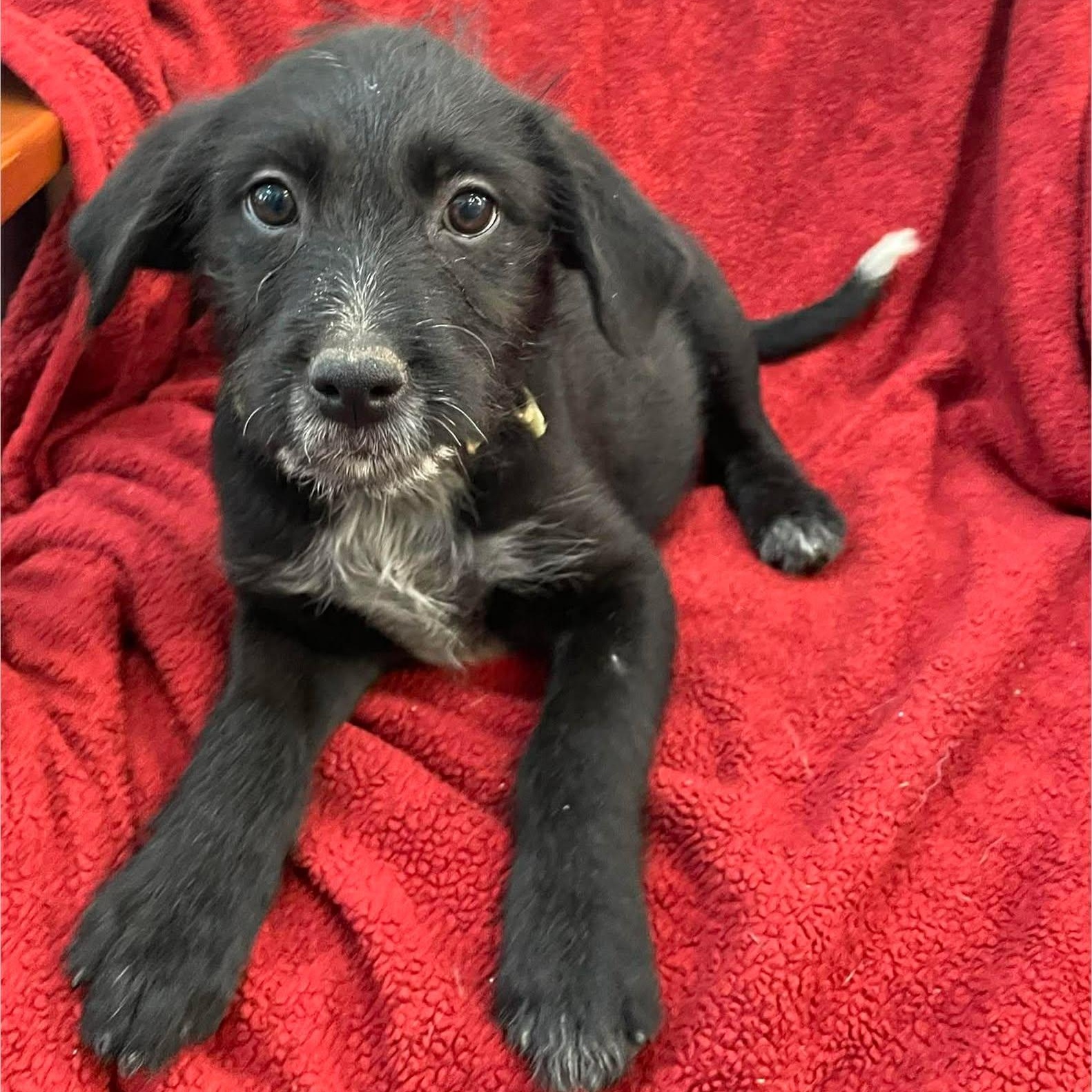 TINSEL, a Adoptable mixed breed in Madisonville, LA image 5/5