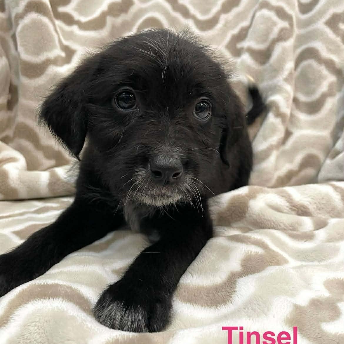 TINSEL, a Adoptable mixed breed in Madisonville, LA image 2/5