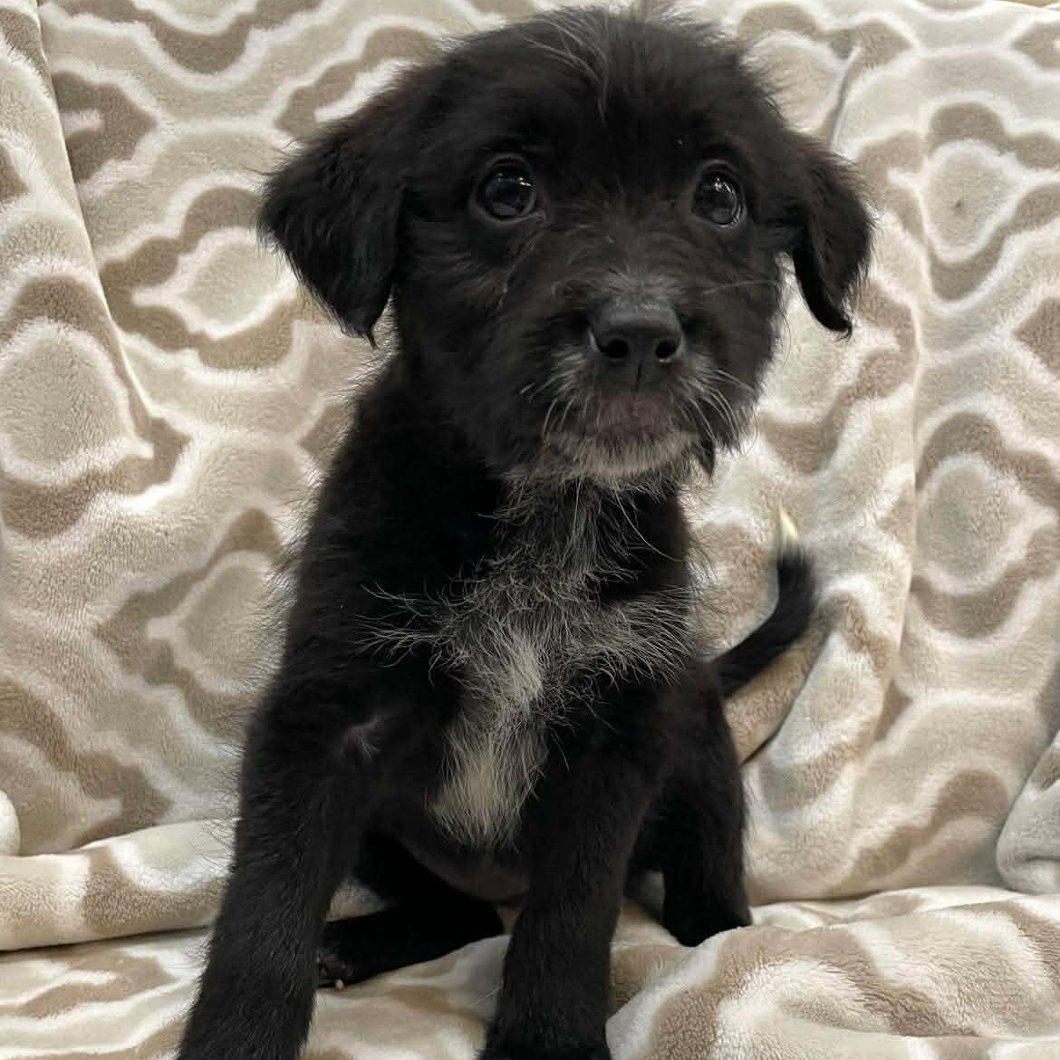 TINSEL, a Adoptable mixed breed in Madisonville, LA image 3/5