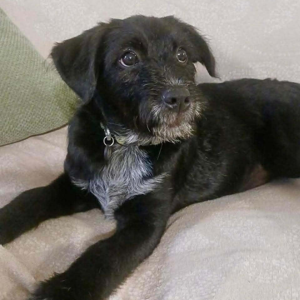 Enlarge TINSEL, a Adoptable mixed breed in Madisonville, LA image 1/4