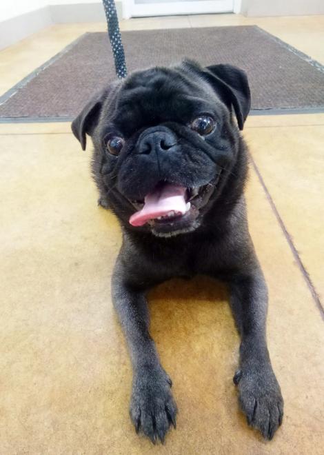 Dillard (adoption pending/no more apps), Adopted, Adult Male Pug.