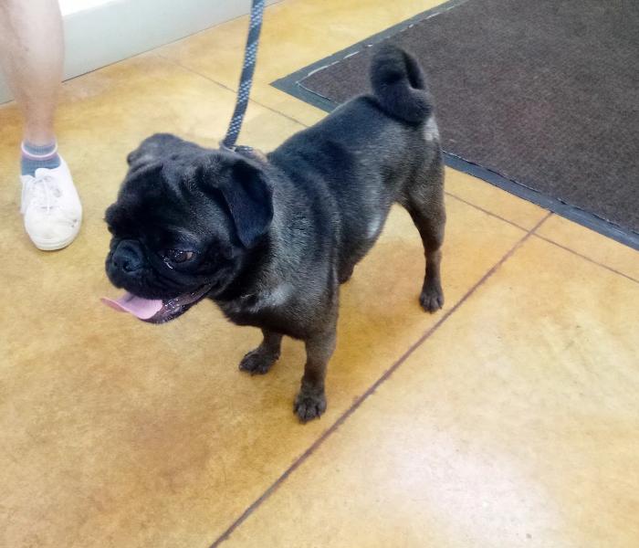 Enlarge Dillard (adoption pending/no more apps), a Adopted Pug in Austin, MN image 2/2