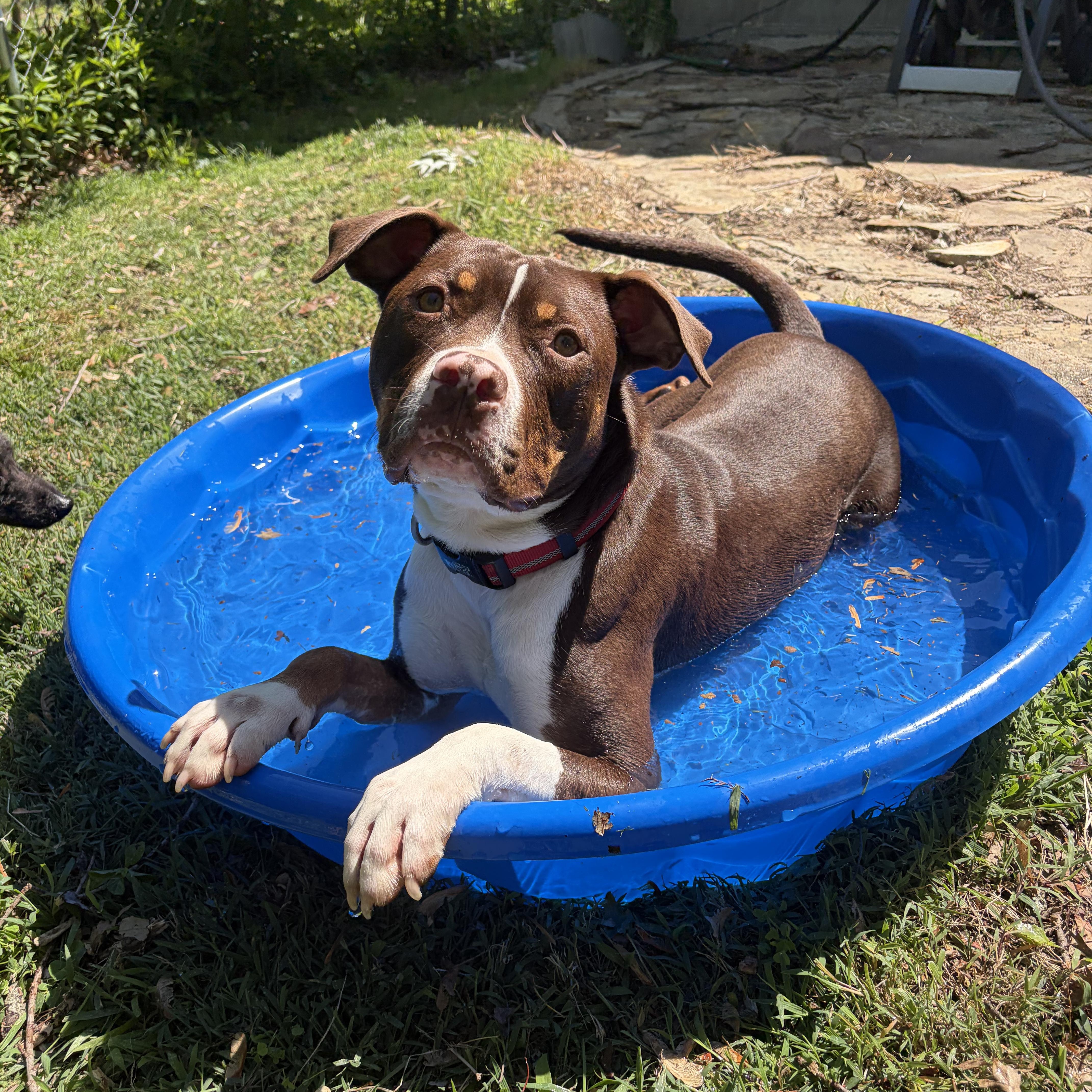 Enlarge Waylon, a ADOPTABLE mixed breed in Murphysboro, IL image 6/6