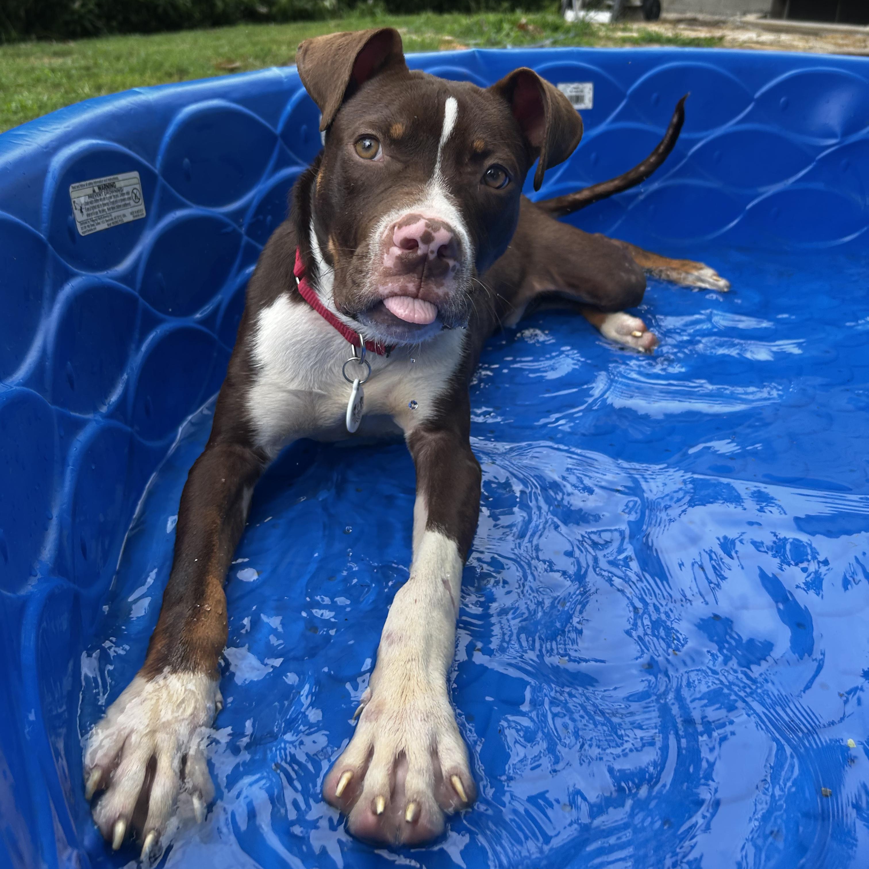 Enlarge Waylon, a ADOPTABLE mixed breed in Murphysboro, IL image 6/6