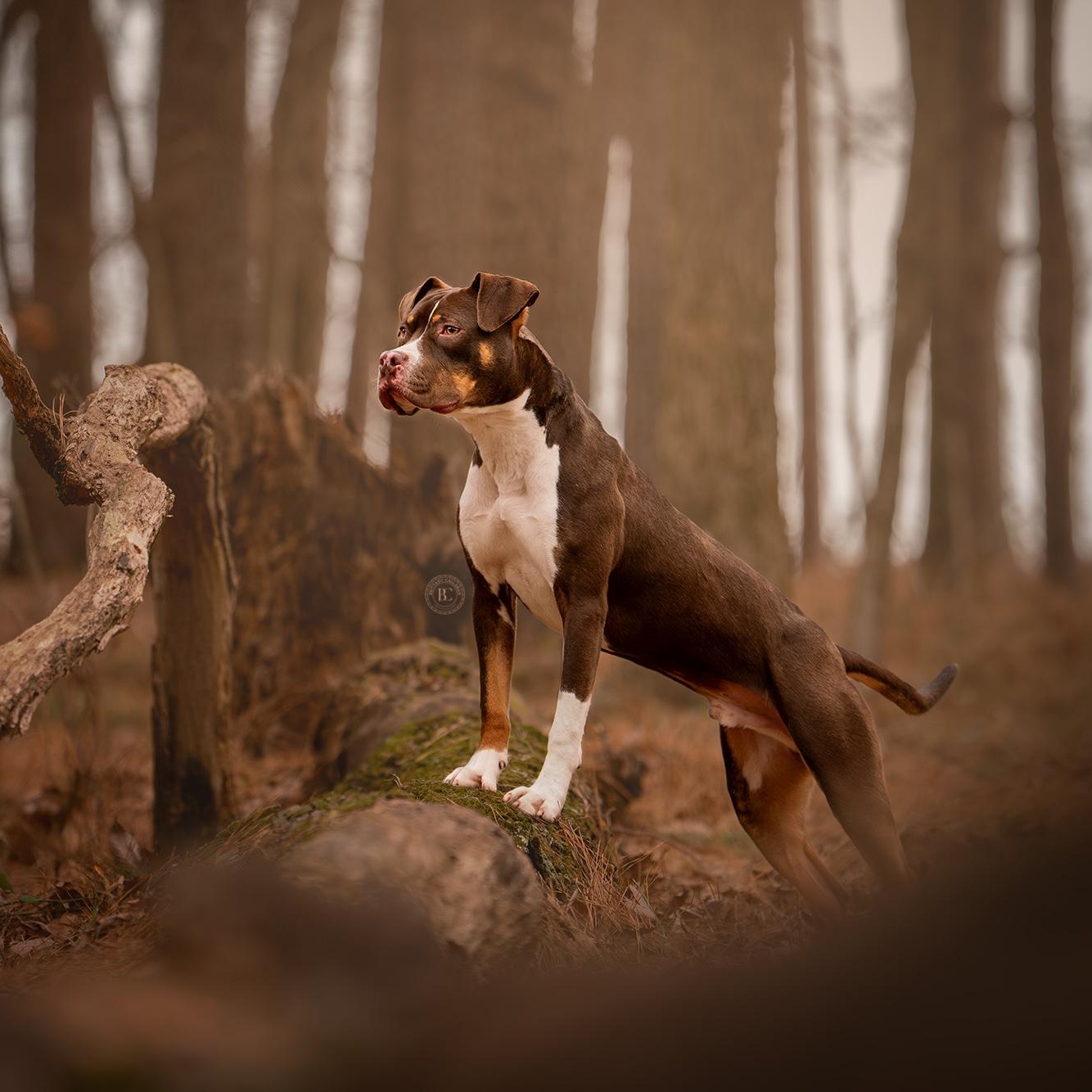 Enlarge Waylon, a ADOPTABLE mixed breed in Murphysboro, IL image 2/6