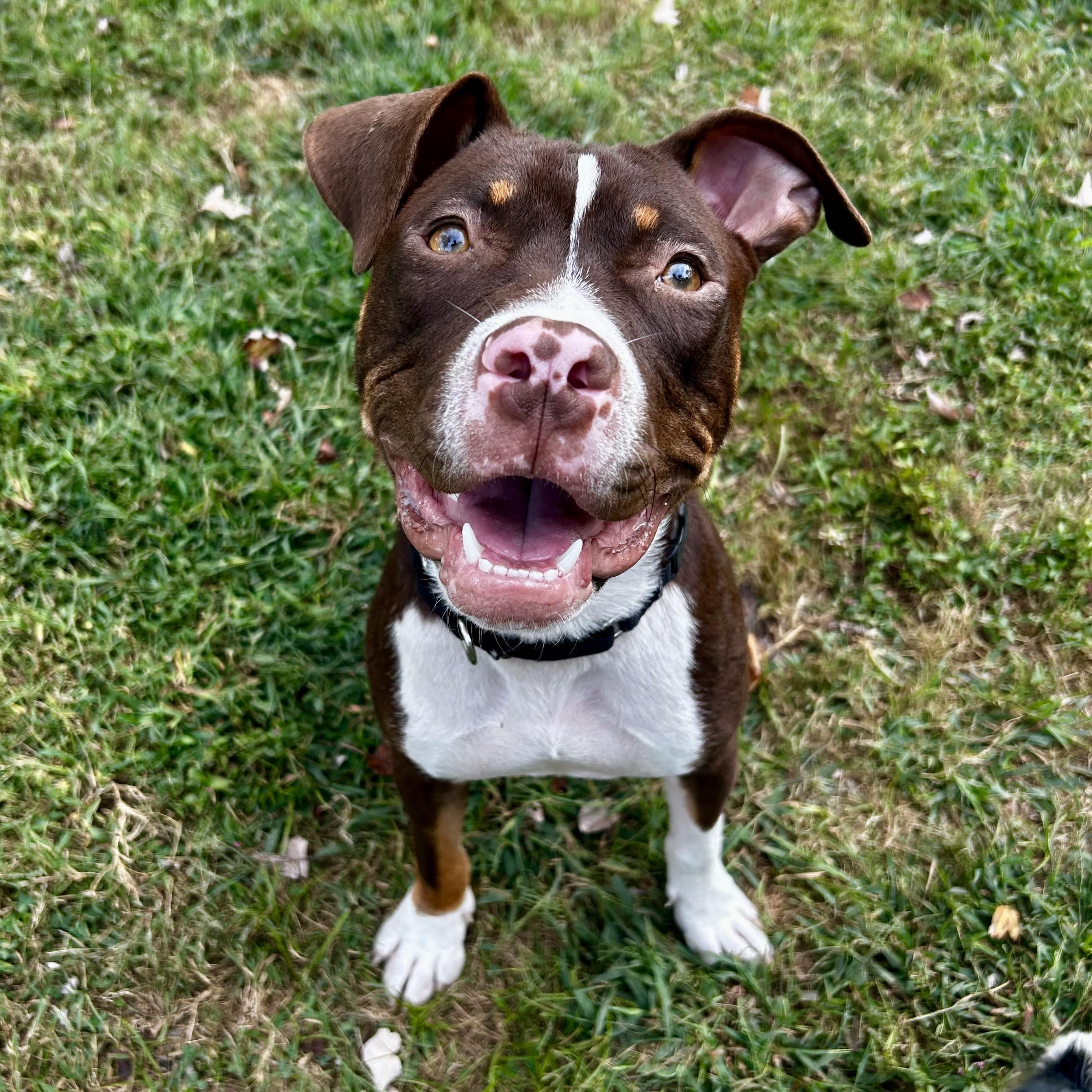 Enlarge Waylon, a ADOPTABLE mixed breed in Murphysboro, IL image 5/6