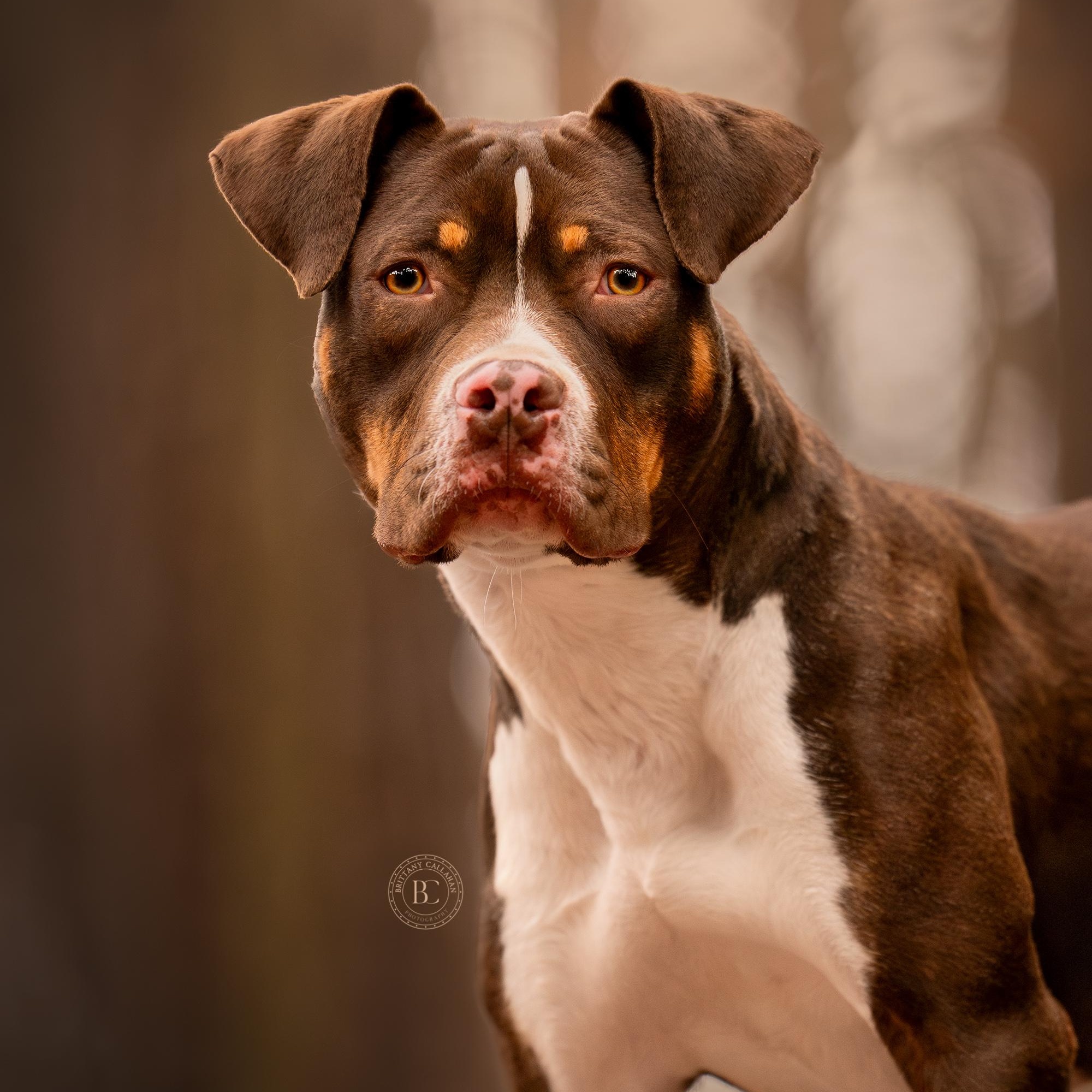 Enlarge Waylon, a ADOPTABLE mixed breed in Murphysboro, IL image 3/6