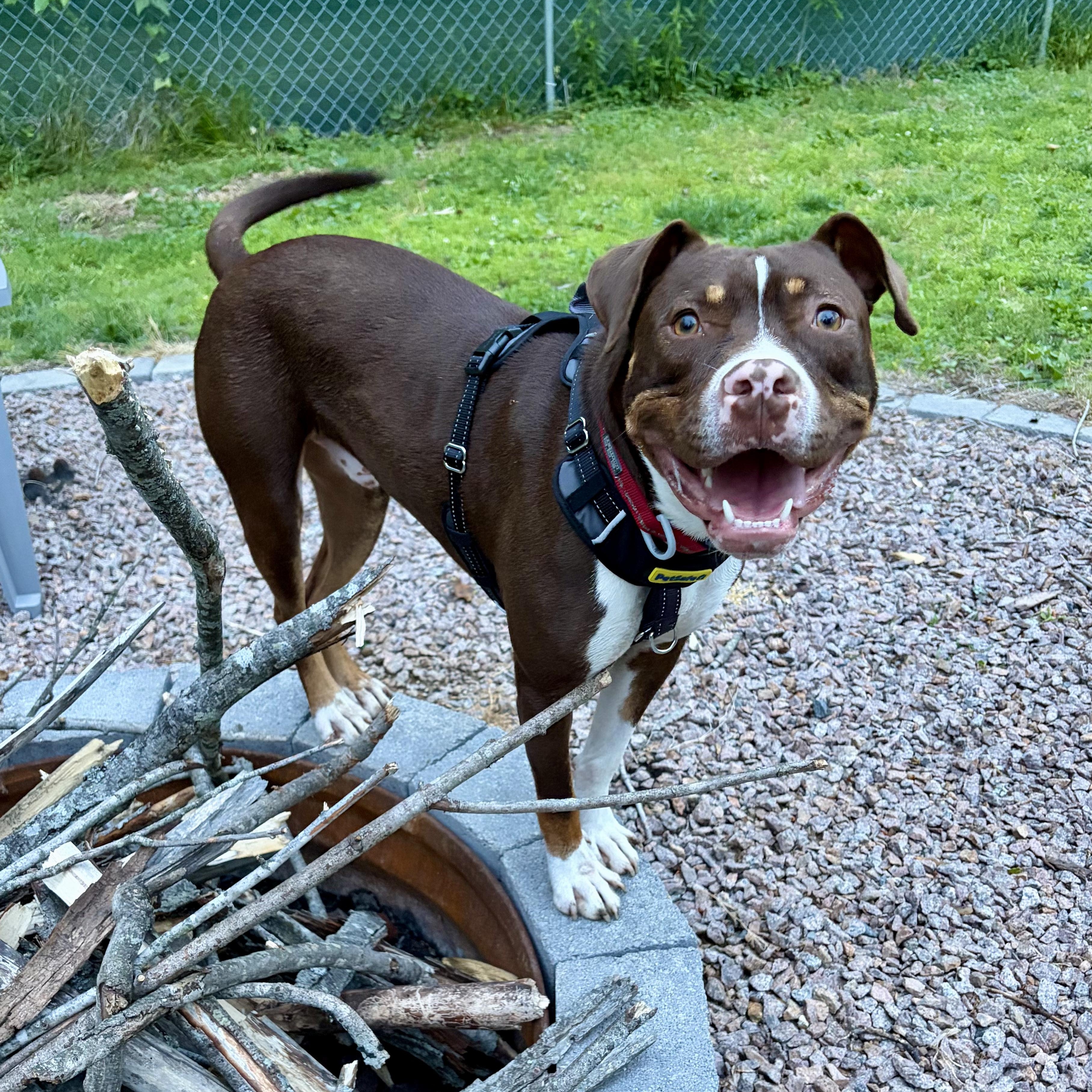 Enlarge Waylon, a ADOPTABLE mixed breed in Murphysboro, IL image 4/6
