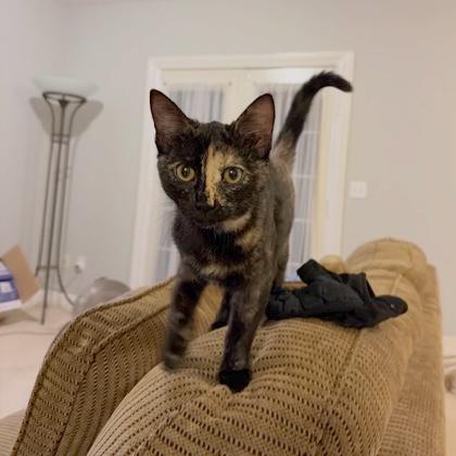 Donna Kittens: Audrey, Adoptable, Young Female Domestic Short Hair.