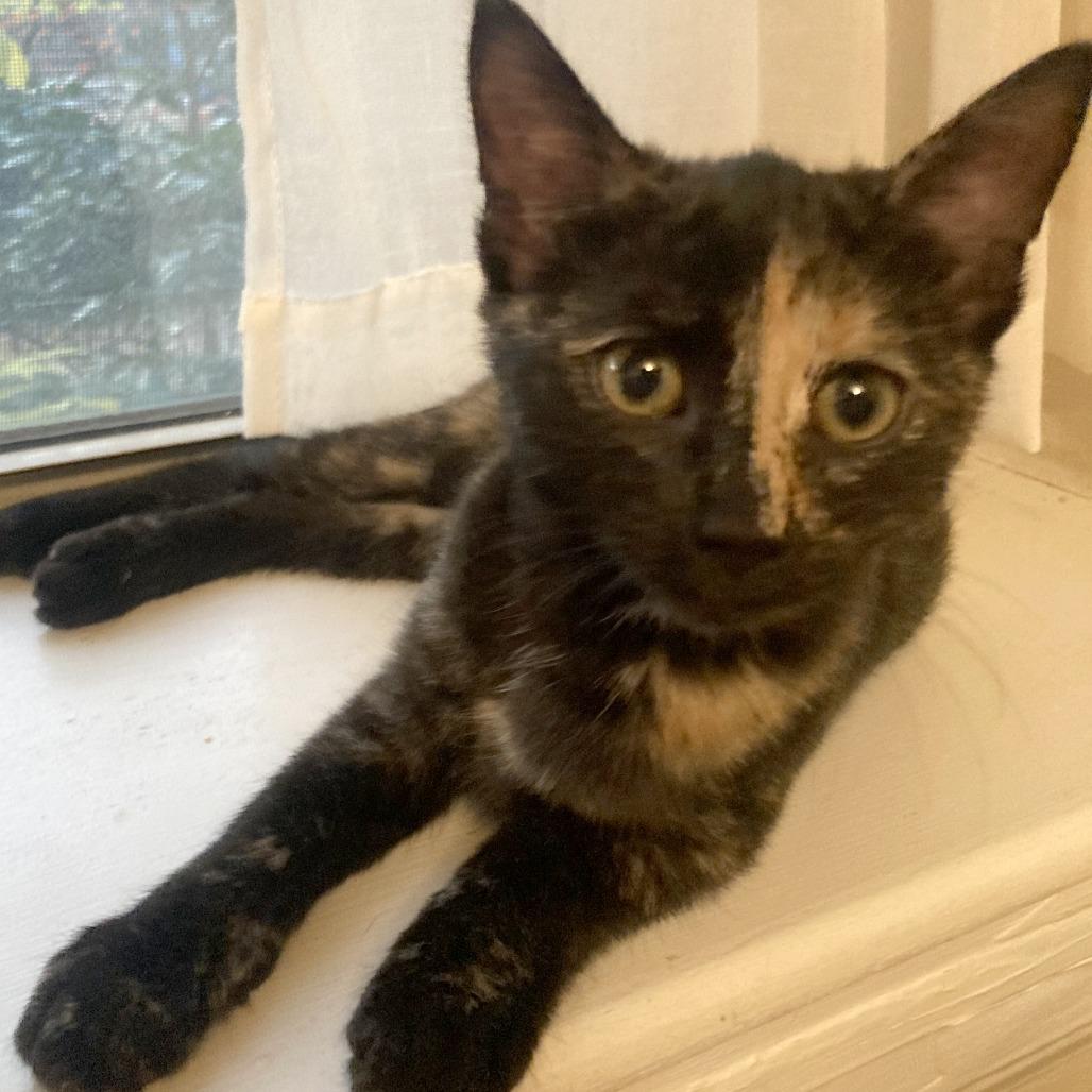 Enlarge Donna Kittens: Audrey, a Adoptable Domestic Short Hair in Washington, DC image 2/5