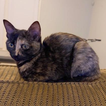 Enlarge Donna Kittens: Audrey, a Adoptable Domestic Short Hair in Washington, DC image 3/5