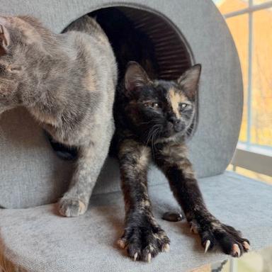 Enlarge Donna Kittens: Audrey, a Adoptable Domestic Short Hair in Washington, DC image 4/5