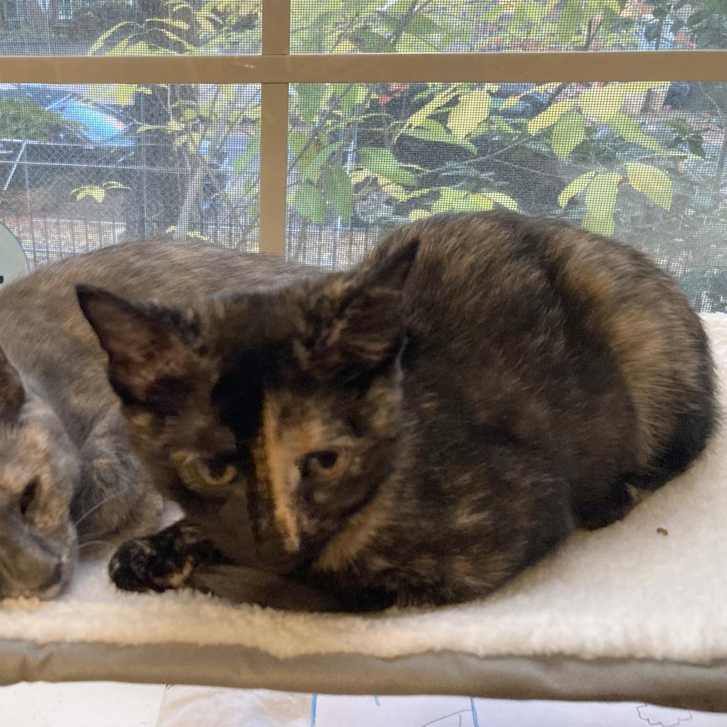 Enlarge Donna Kittens: Audrey, a Adoptable Domestic Short Hair in Washington, DC image 5/5