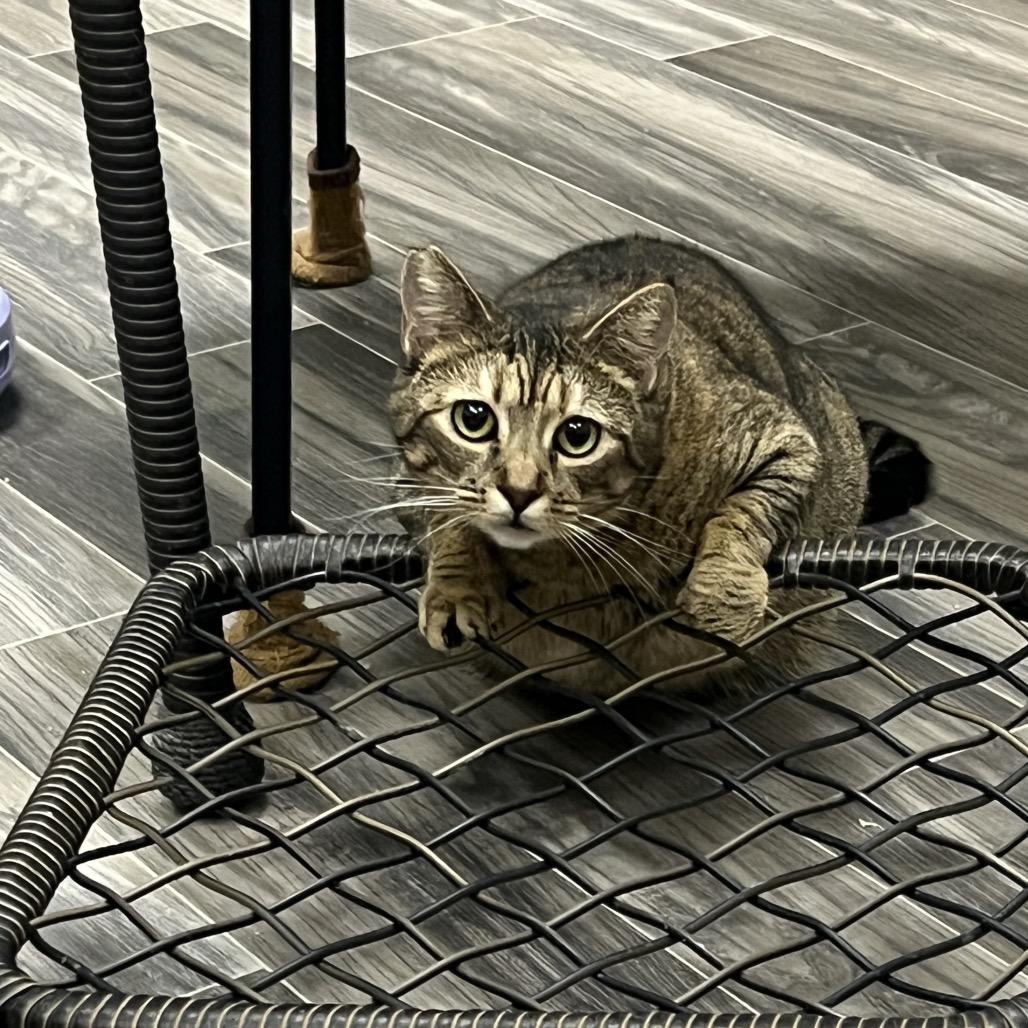 Enlarge Cinnamon, a Adoptable Domestic Short Hair in Las Vegas, NV image 1/4