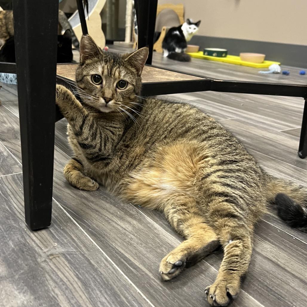 Enlarge Cinnamon, a Adoptable Domestic Short Hair in Las Vegas, NV image 3/4