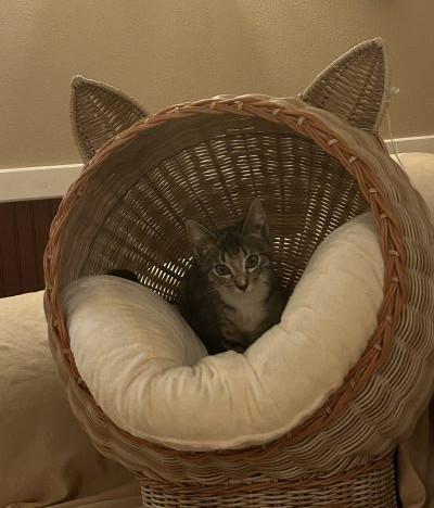 Enlarge Dante, an adopted mixed breed in Pasadena, CA image 6/6