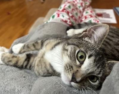 Enlarge Dante, an adopted mixed breed in Pasadena, CA image 4/6