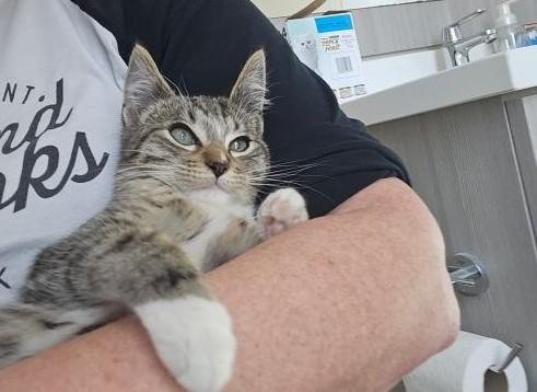 Enlarge Dante, an adopted mixed breed in Pasadena, CA image 2/6