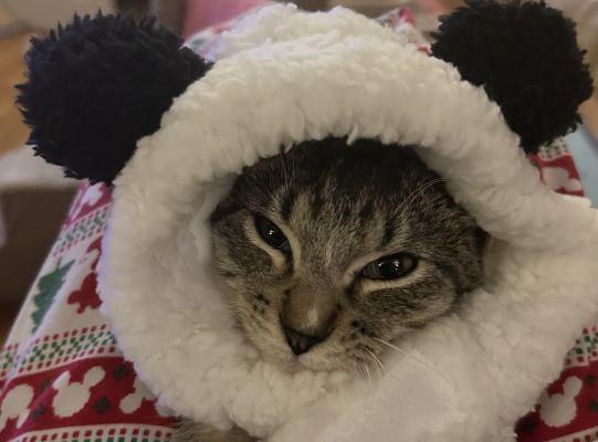 Dante, adopted, Kitten Male Domestic Short Hair & Tabby.