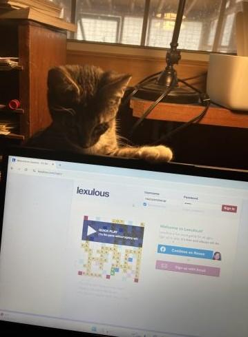 Enlarge Dante, an adopted mixed breed in Pasadena, CA image 5/6