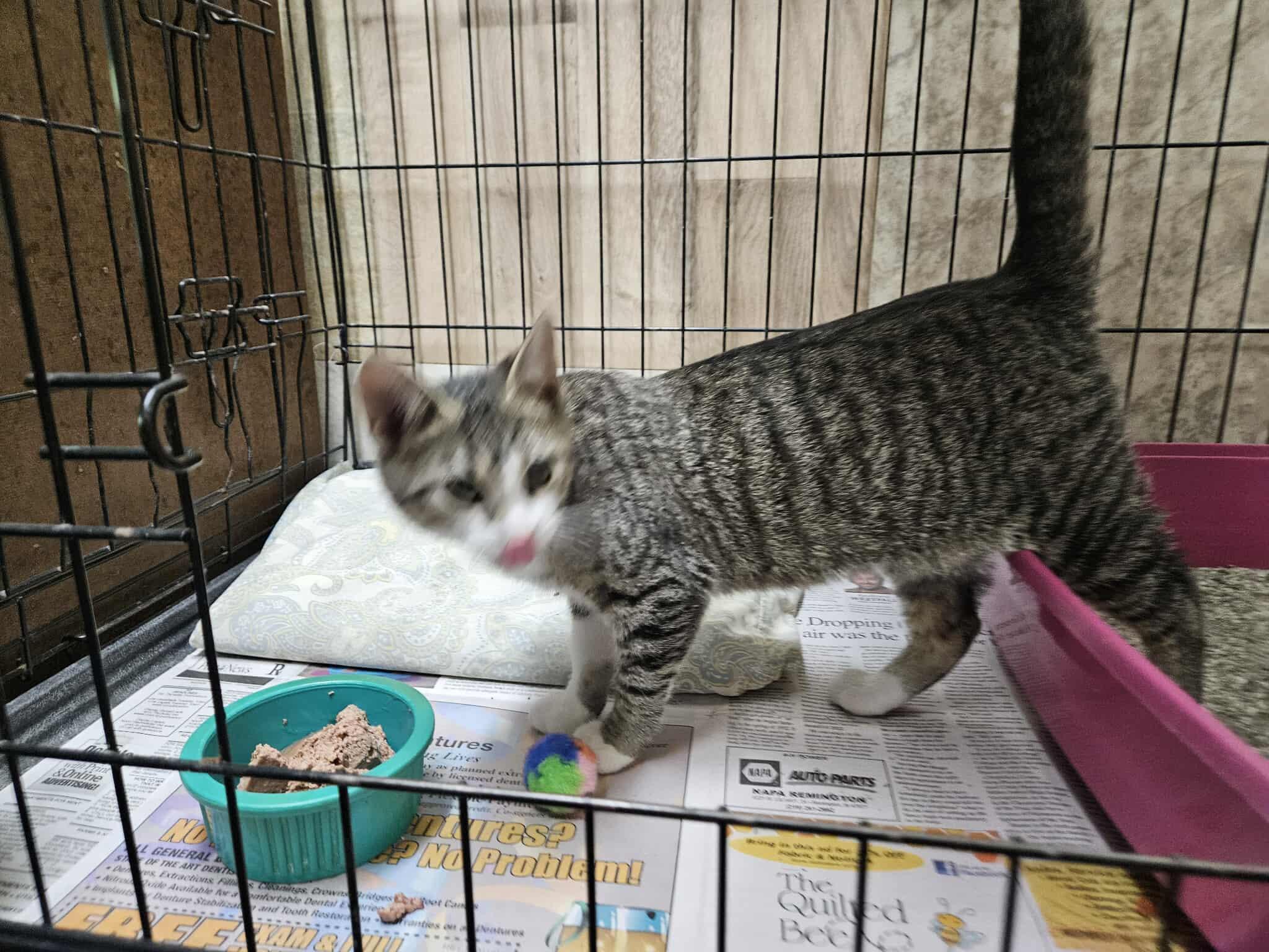 Tamara, Adoptable, Kitten Female Domestic Short Hair.