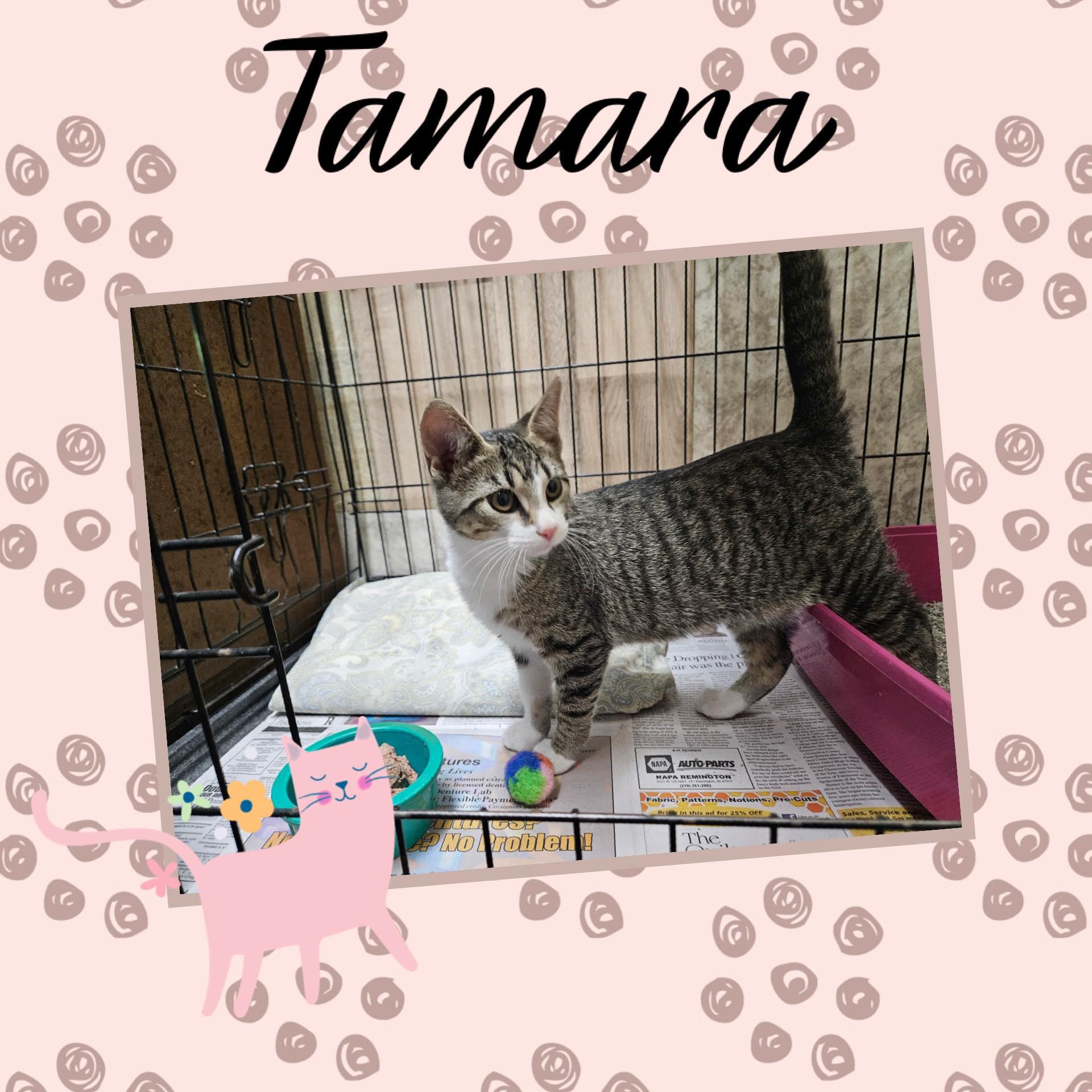 Tamara, a Adoptable Domestic Short Hair in Monticello, IN image 2/3