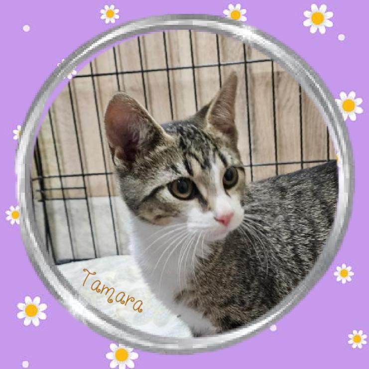Tamara, a Adoptable Domestic Short Hair in Monticello, IN image 3/3