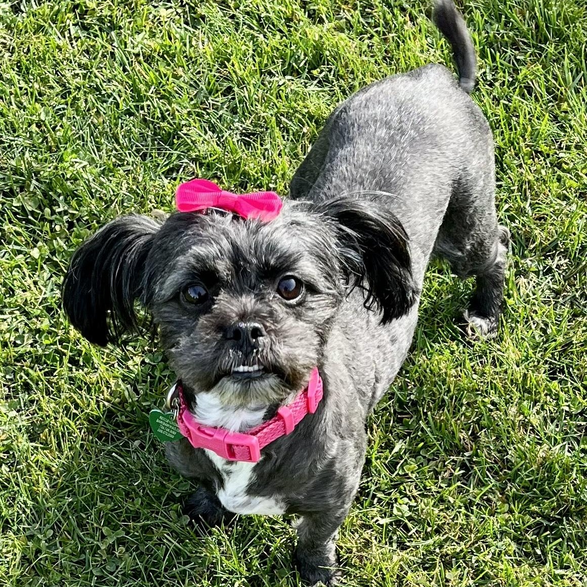 Enlarge Celeste, a Adoptable mixed breed in Livonia, MI image 3/3