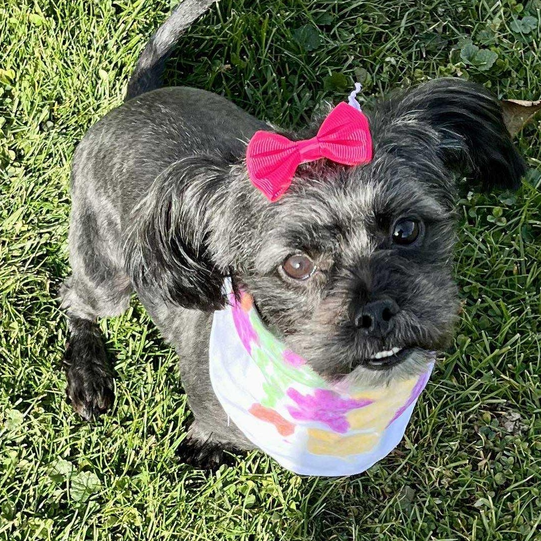 Enlarge Celeste, a Adoptable mixed breed in Livonia, MI image 2/3