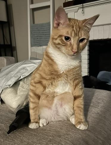 Enlarge Hank, a ADOPTABLE mixed breed in Plain City, OH image 2/6
