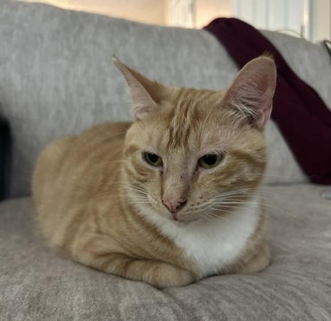 Hank, ADOPTABLE, Young Male Domestic Short Hair & Tabby.