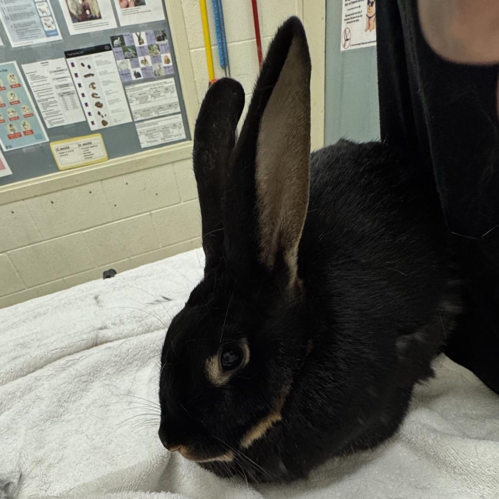 Latte, Adoptable, Adult Female Silver Marten.