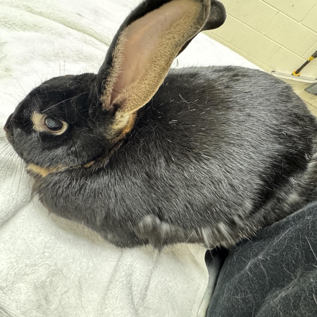 Latte, a Adoptable Silver Marten in Murray, UT image 2/2