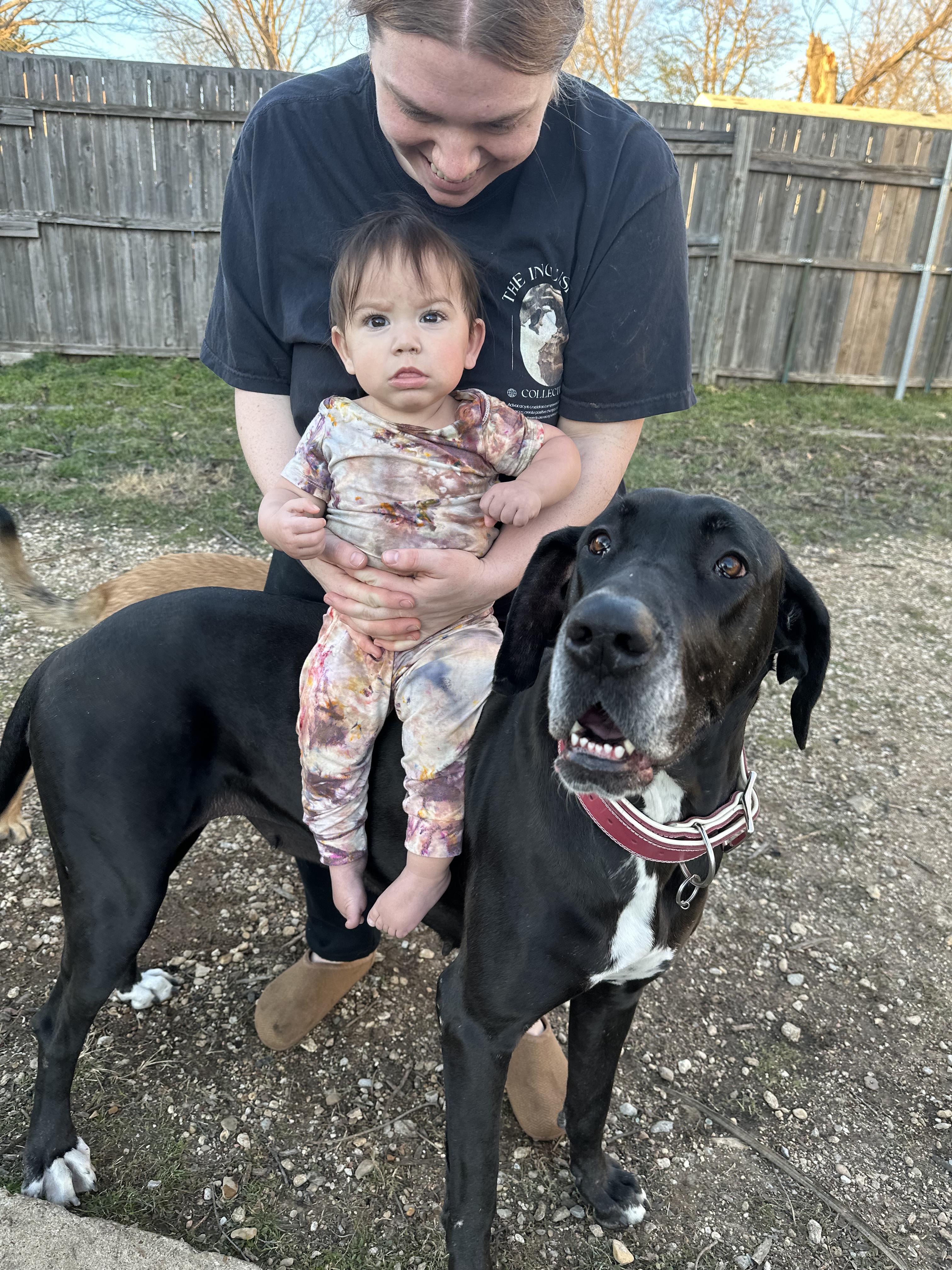 Enlarge Barcelona, a Adoptable Great Dane in Evans City, PA image 6/6