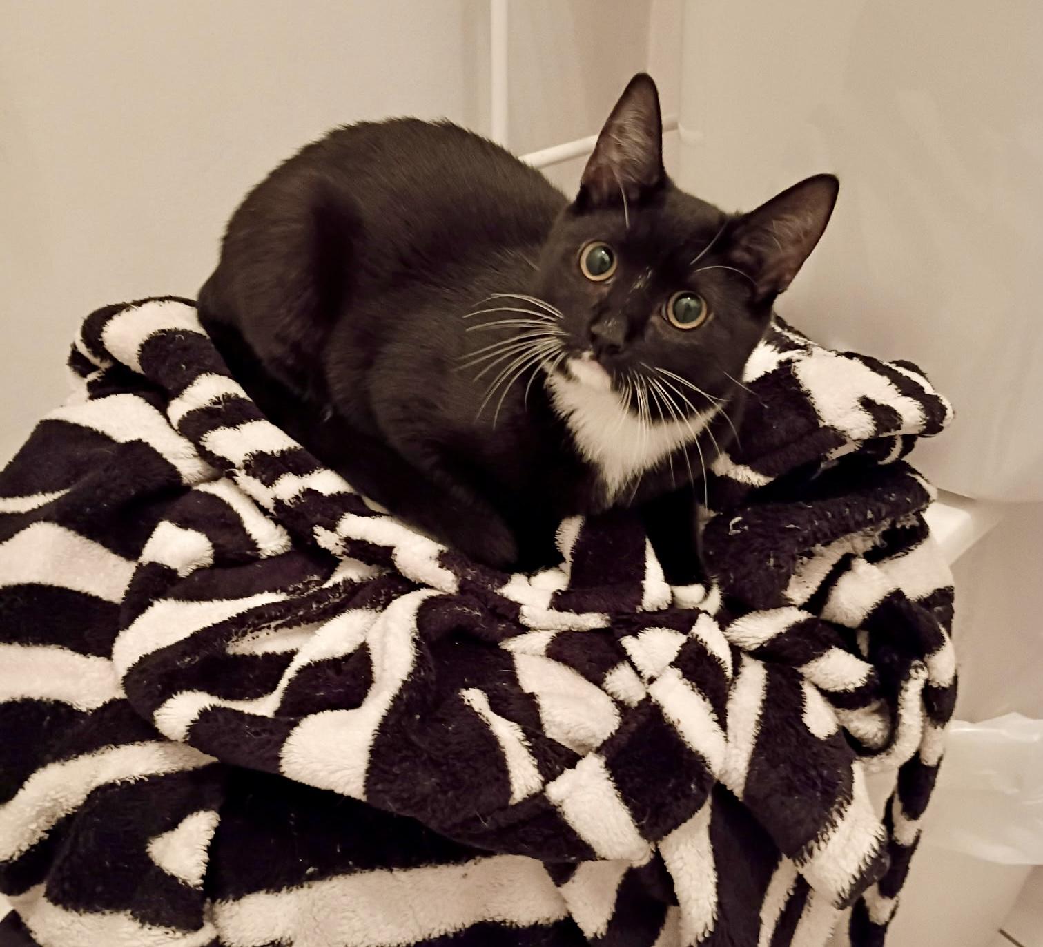 Patty Cake, a Adoptable Domestic Short Hair in Staten Island, NY image 1/3