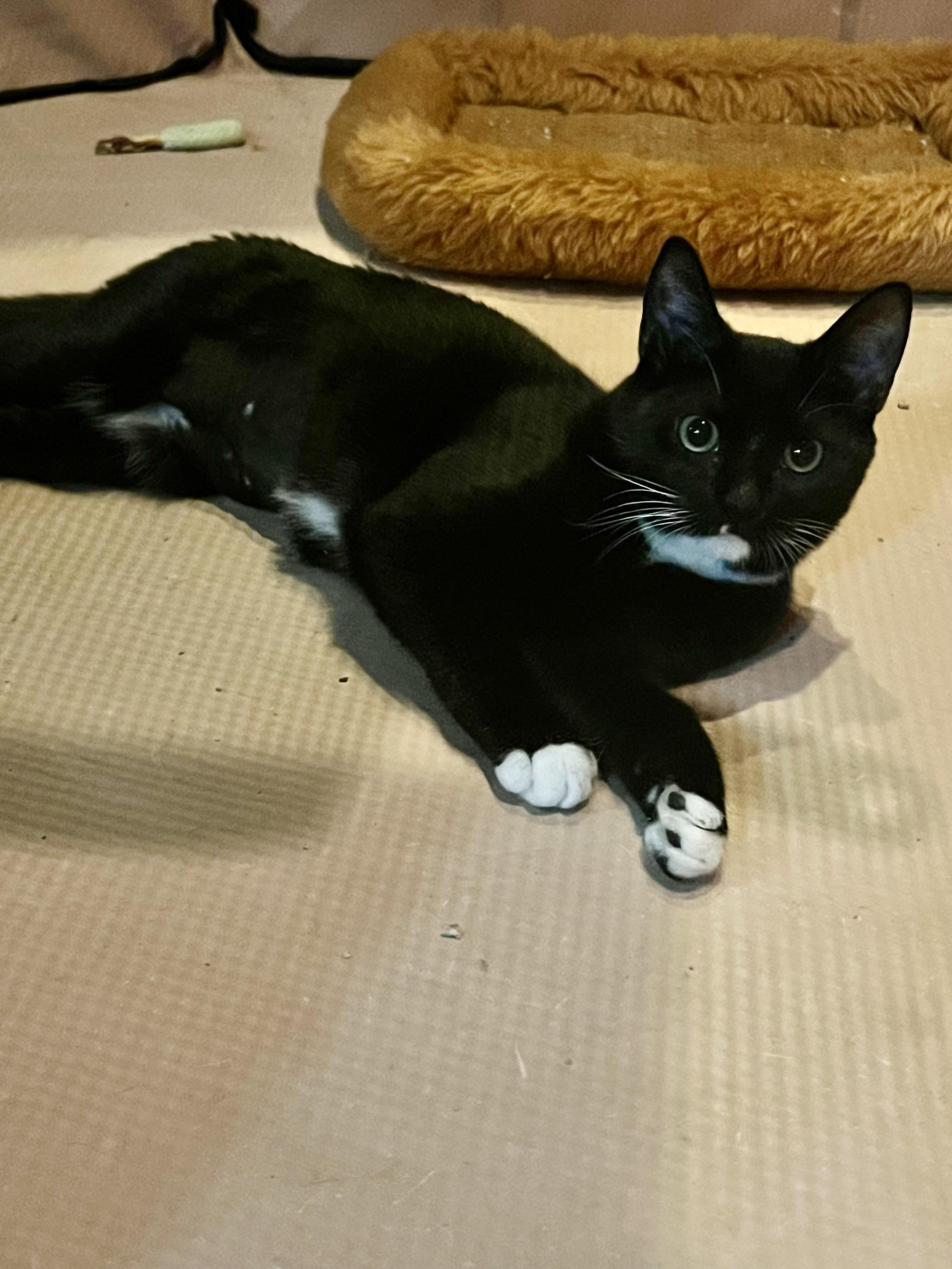 Patty Cake, a Adoptable Domestic Short Hair in Staten Island, NY image 2/3