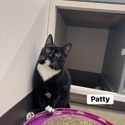 Enlarge Patty Cake, a Adoptable Domestic Short Hair in Staten Island, NY image 1/4