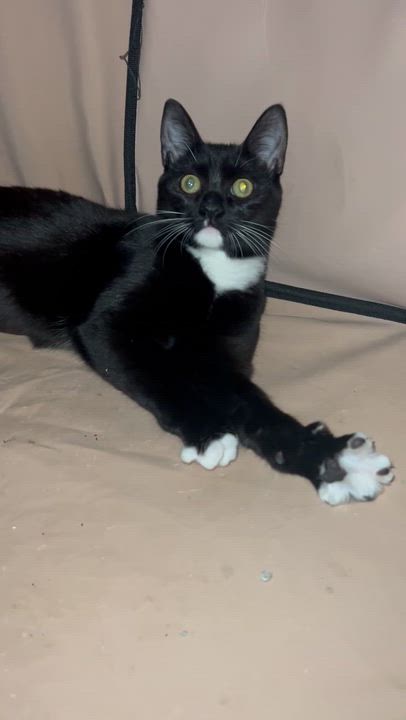 Enlarge Patty Cake, a Adoptable Domestic Short Hair in Staten Island, NY video 3/3